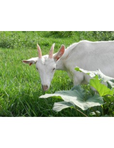 Козенята зааненської породи 2