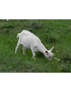 Козенята зааненської породи